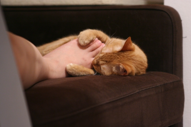 猫 寝てる時 足噛む