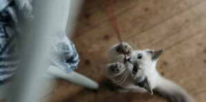 夕暮れ時に活発になる猫(薄明薄暮性のイメージ)