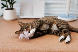 猫じゃらしで狩り遊びをする猫(夜の運動会対策)