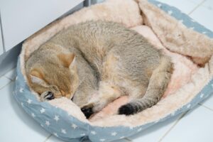 夜に落ち着いて眠る猫(深夜の運動会が落ち着いた状態)